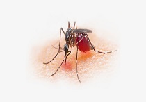 153_Malaria.png