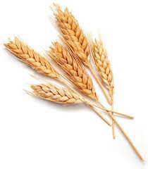 921_Wheat.jpg